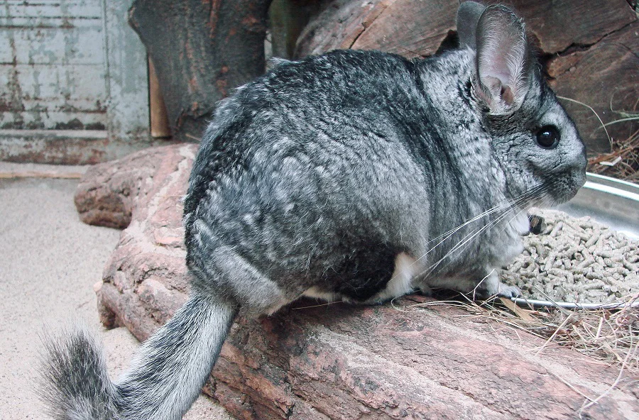 17 Chinchilla