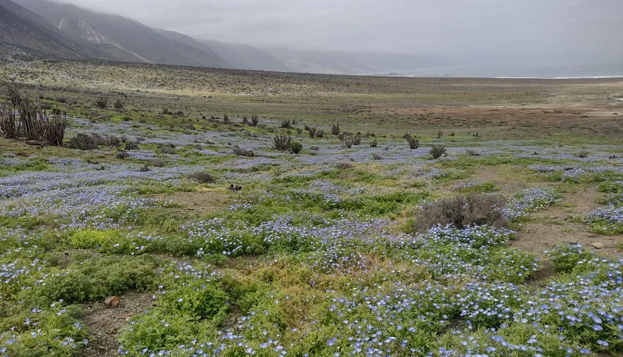 desierto florido